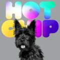 Hot Chip anuncia nuevo disco: el perro de su portada recuerda a San Luis Potosí